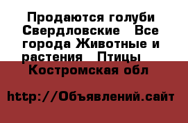 Продаются голуби Свердловские - Все города Животные и растения » Птицы   . Костромская обл.